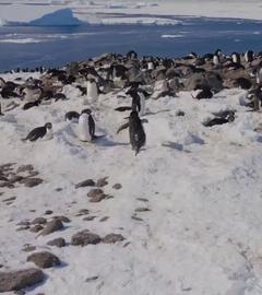 Adelie-Pinguine in der Antarktis