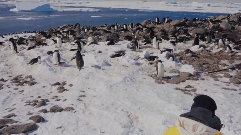 Adelie-Pinguine in der Antarktis