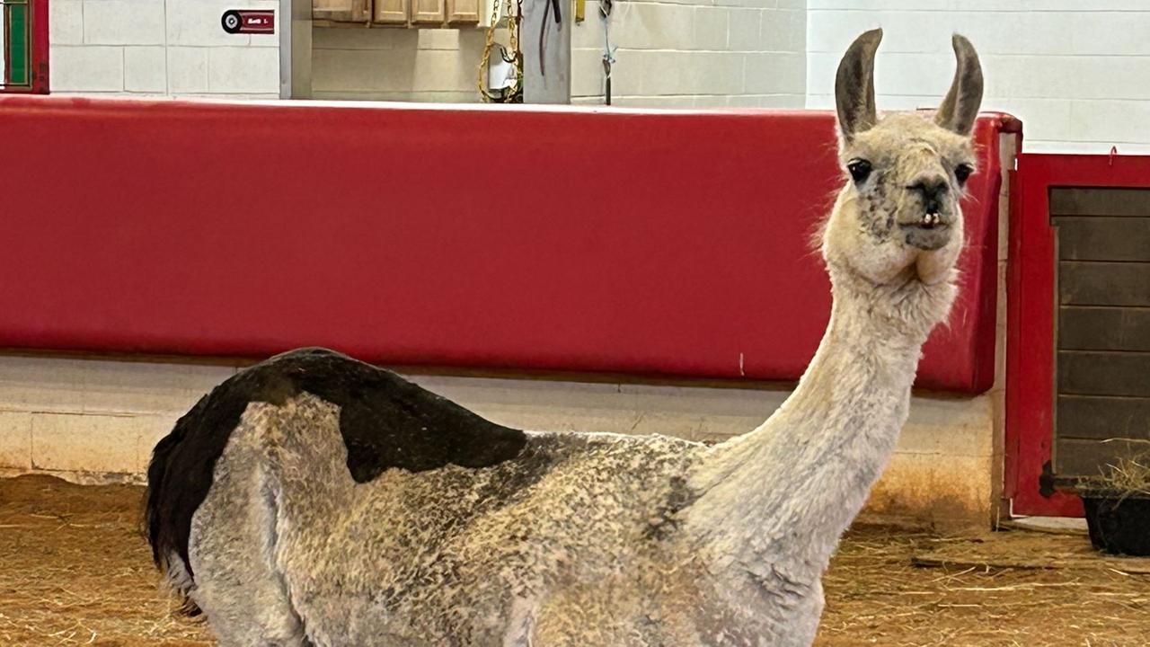  Das älteste Lama der Welt: Whitetop