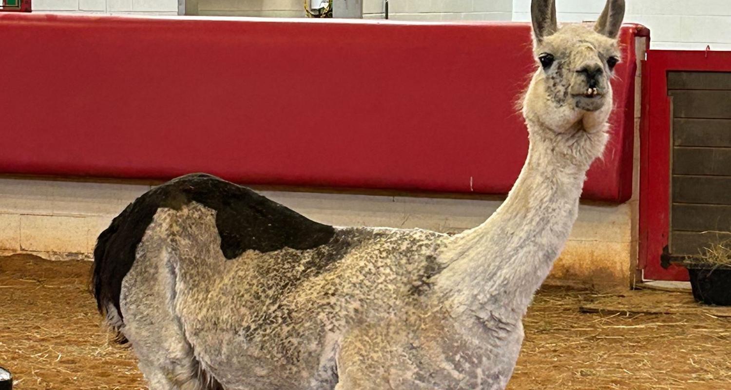  Das älteste Lama der Welt: Whitetop