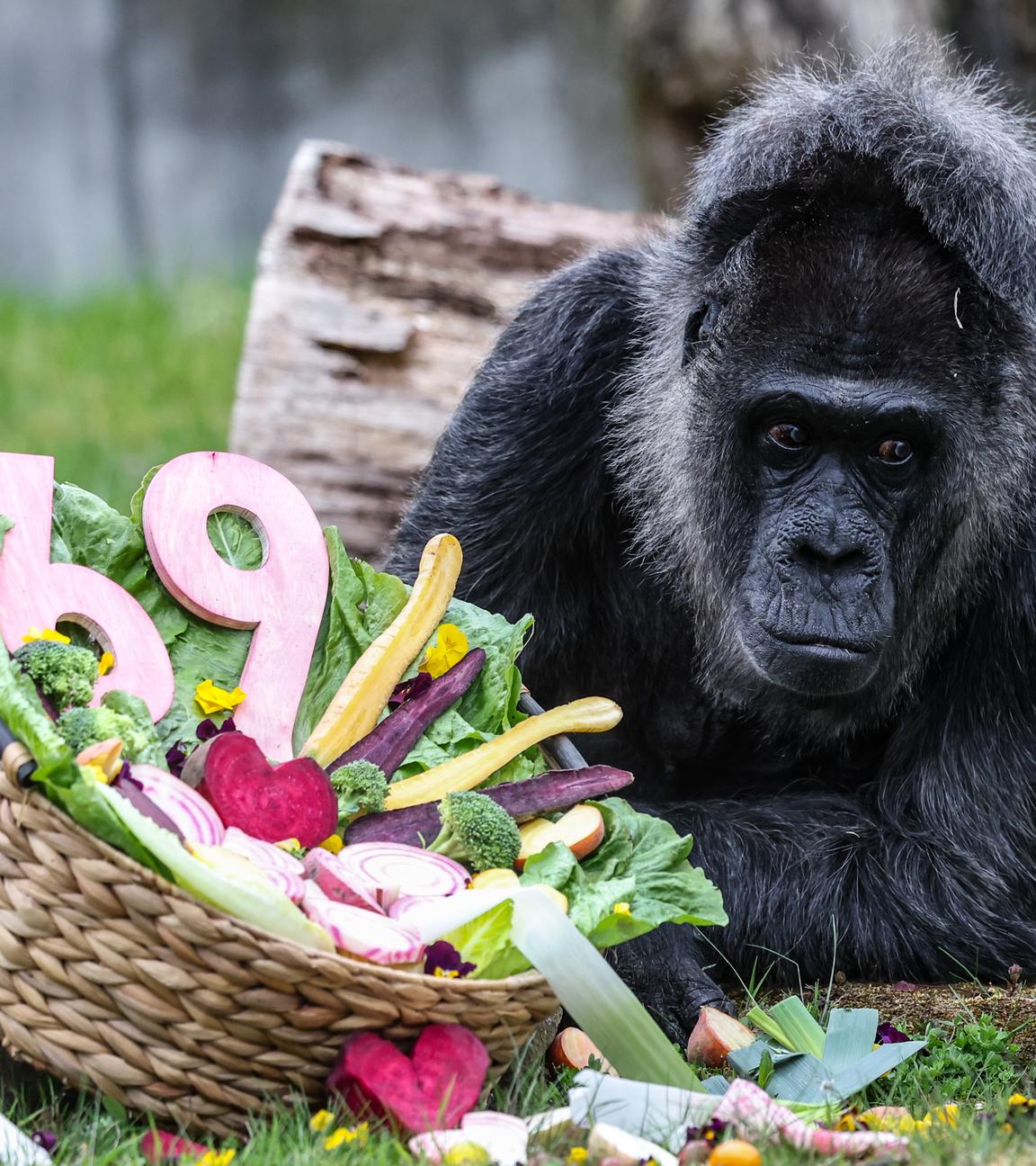 Berlin: Der älteste Gorilla der Welt lebt im Berliner Zoo und feiert dort am Montag seinen 69. Geburtstag. 