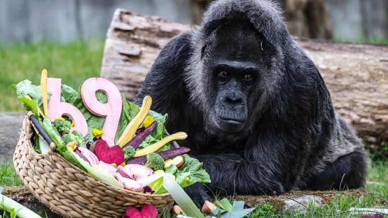 Berlin: Der älteste Gorilla der Welt lebt im Berliner Zoo und feiert dort am Montag seinen 69. Geburtstag. 