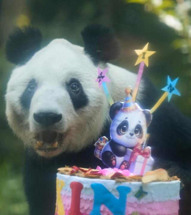 Pandadame Xin Xin probiert ein Stück von ihrer Geburtstagsorte.