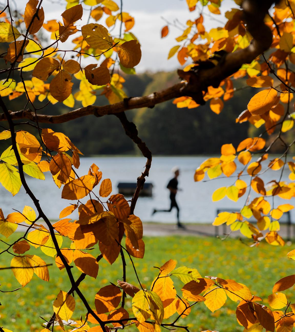 Ein Jogger läuft hinter herbstlich gefärbten Bäumen am Adenauer Weiher in Köln.