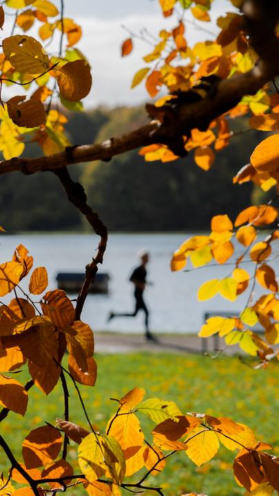 Ein Jogger läuft hinter herbstlich gefärbten Bäumen am Adenauer Weiher in Köln.