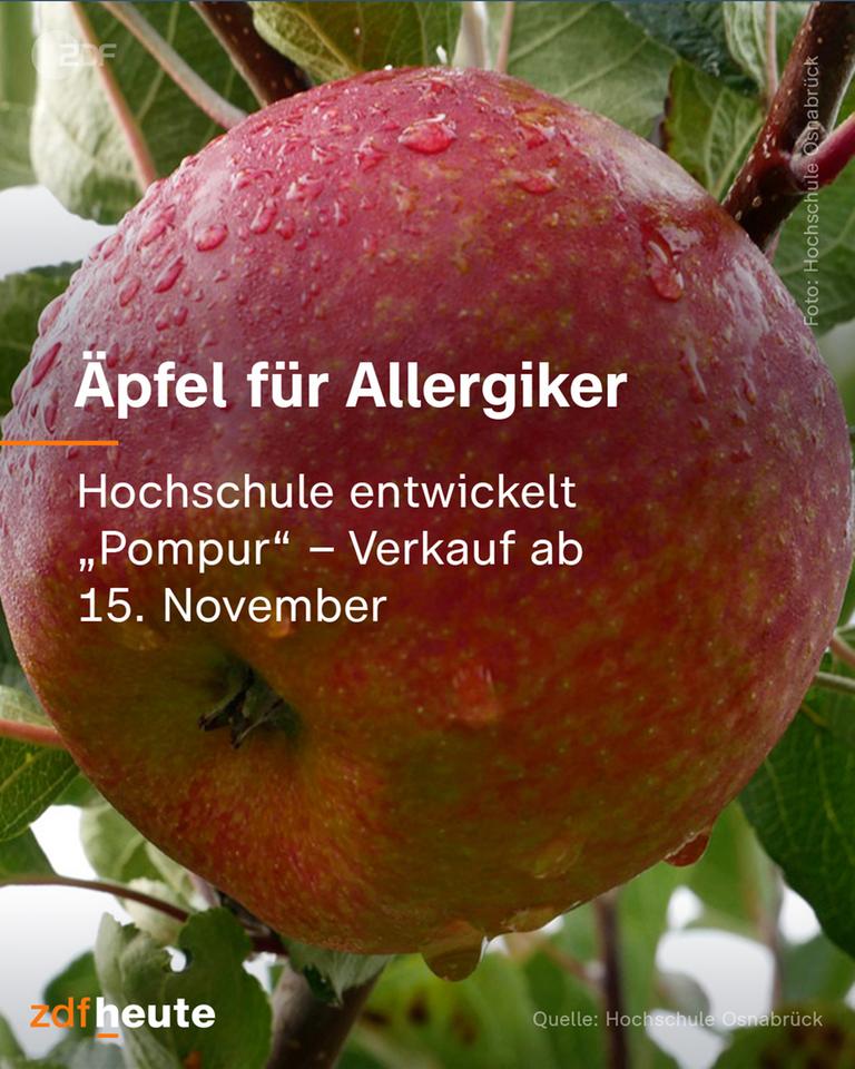 Äpfel für Allergiker - Hochschule entwickelt "Pompur"-Verkauf ab 15. November