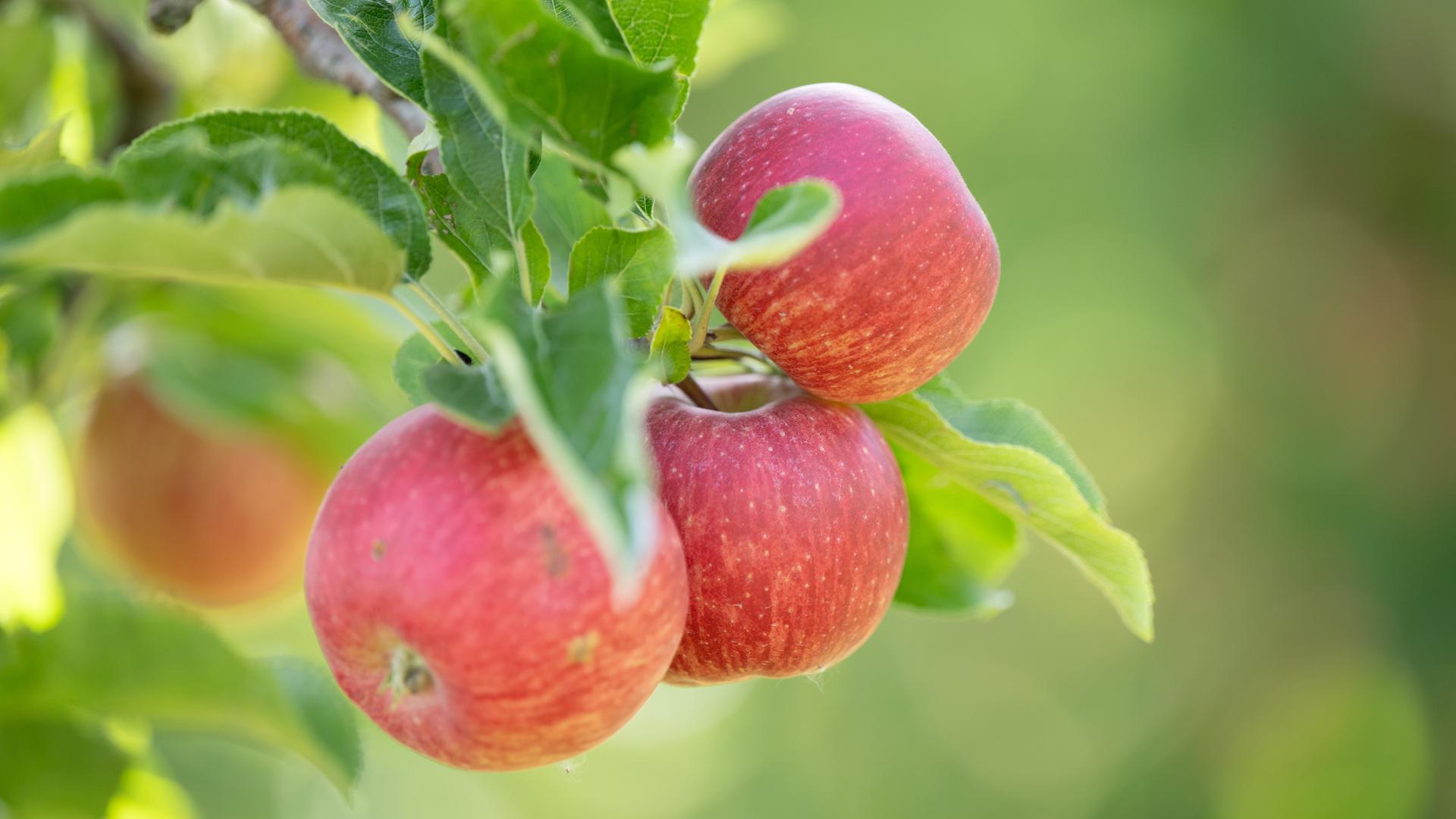 Ein Zweig eines Apfelbaums mit reifen Äpfeln der Sorte Elstar.