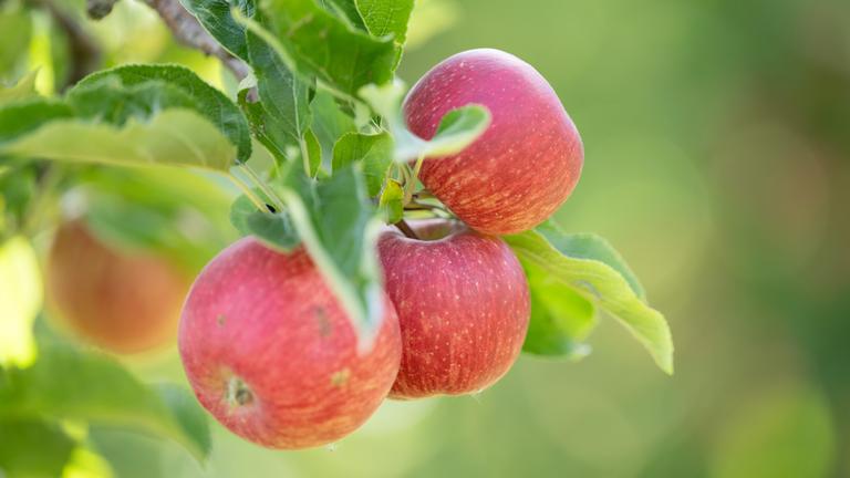 Ein Zweig eines Apfelbaums mit reifen Äpfeln der Sorte Elstar.
