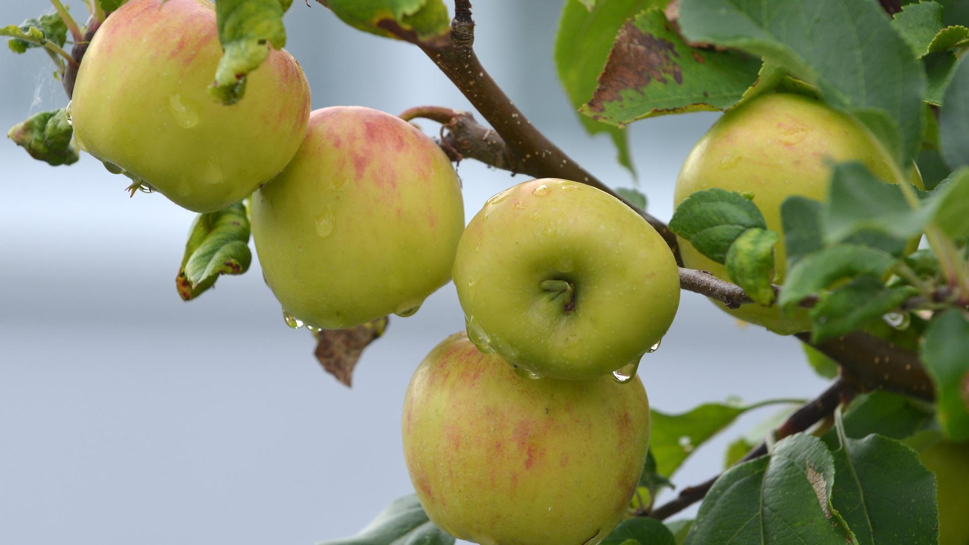 Archiv: Regentropfen laufen an Äpfeln, die an einem Ast hängen, herunter