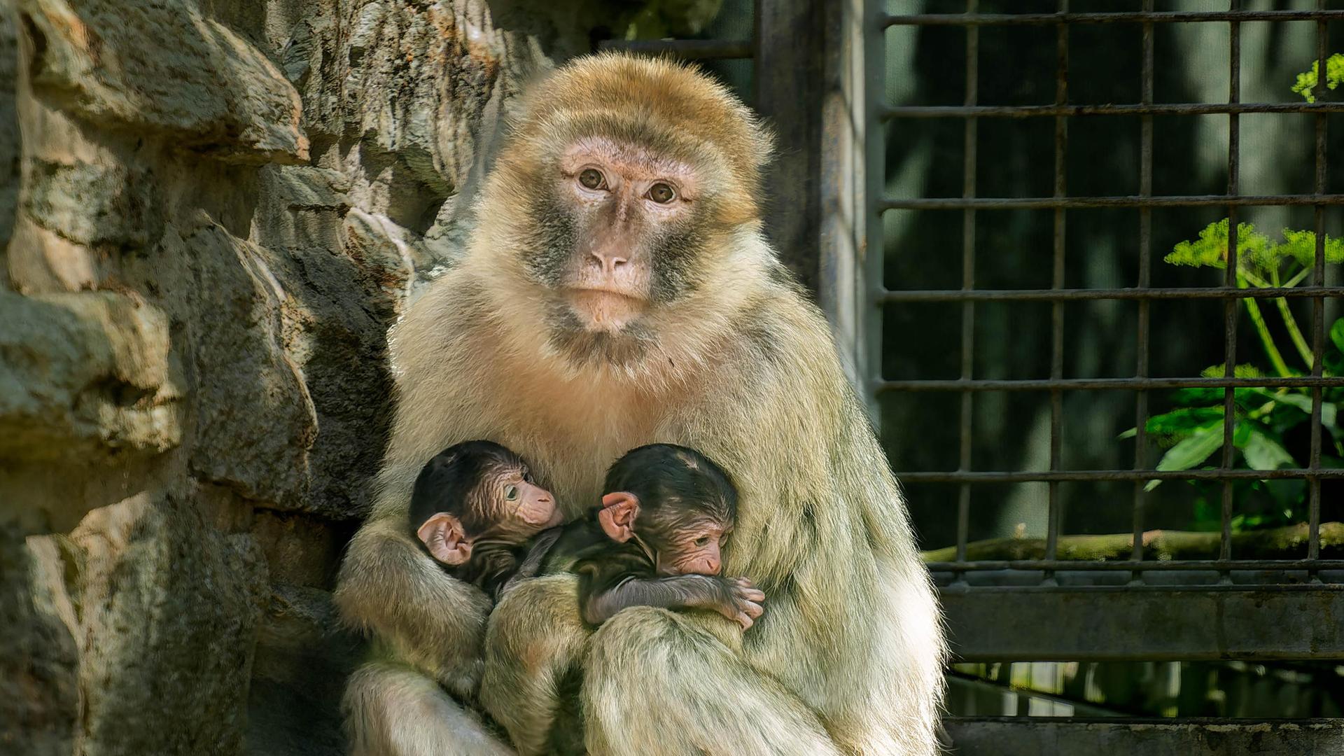 Eine Affenmutter sitzt mit ihren beiden Jungen im Kronberger Opel-Zoo.