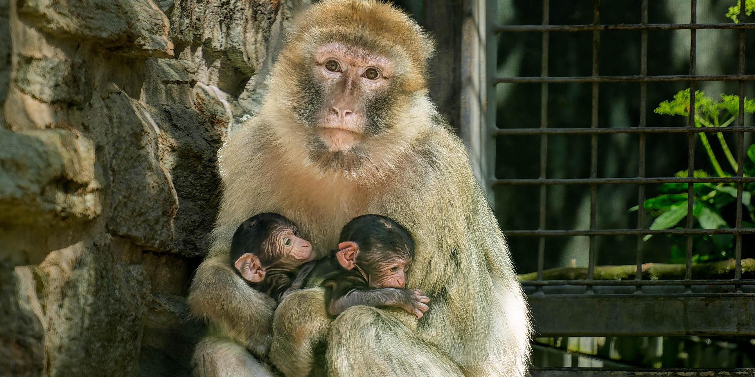 Eine Affenmutter sitzt mit ihren beiden Jungen im Kronberger Opel-Zoo.