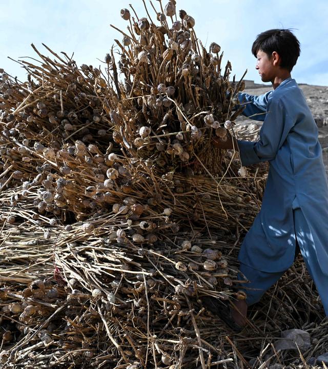 Dieses am 11. Oktober 2026 aufgenommene Foto zeigt einen afghanischen Jungen, der vor seinem Haus in der Provinz Badachschan ein Bündel getrockneter Mohnkapseln zurechtrückt.