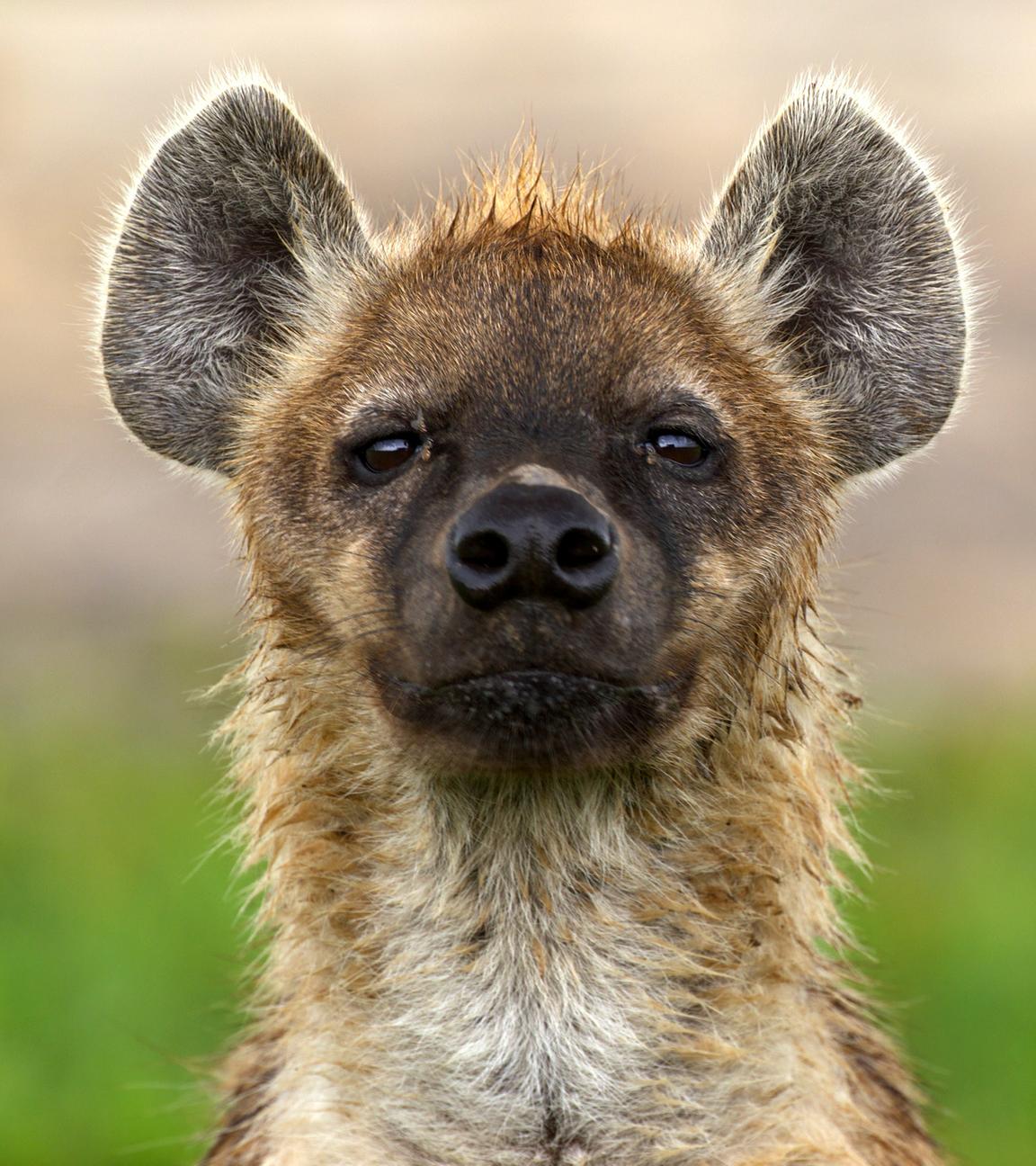 Portrait einer Hyäne