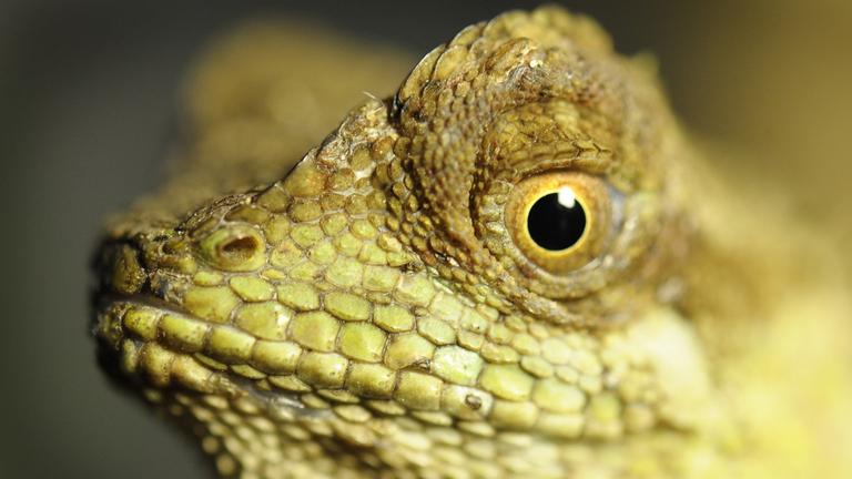 Nahaufnahme eines bunten Nackenstachlers