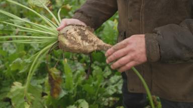 Landwirte sorgen sich um Ernte