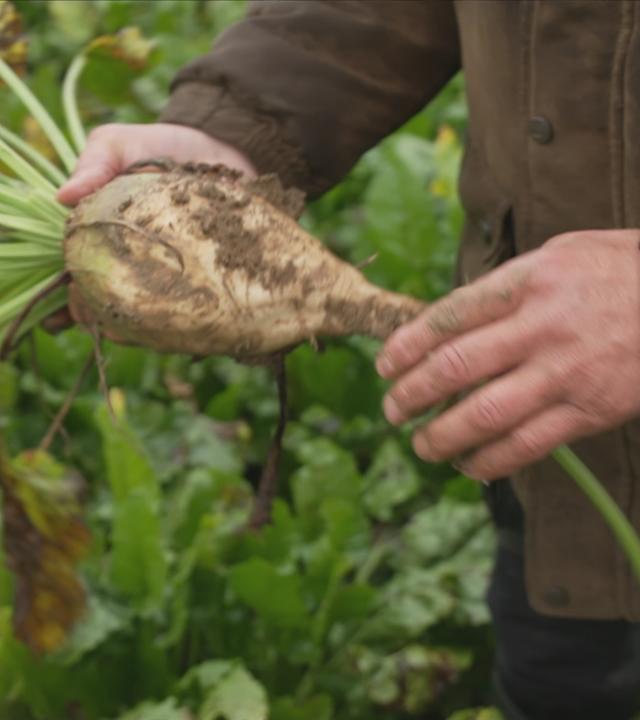 Landwirte sorgen sich um Ernte