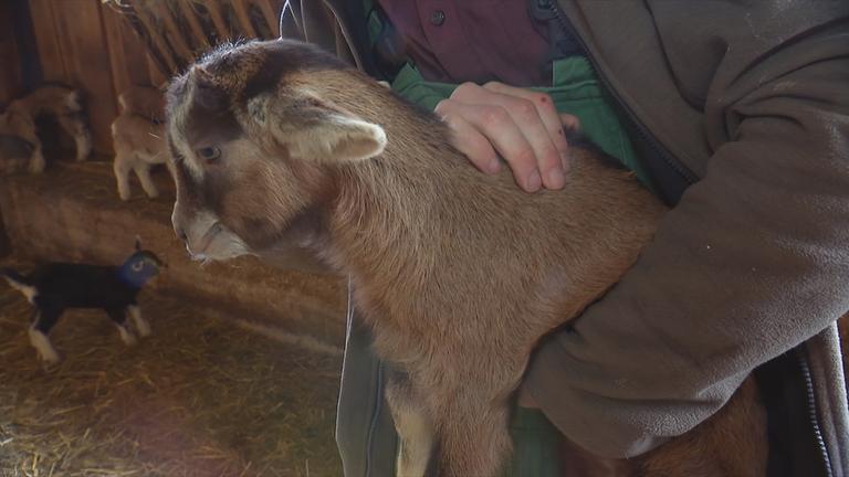Landwirt hält Ziege auf dem Arm.