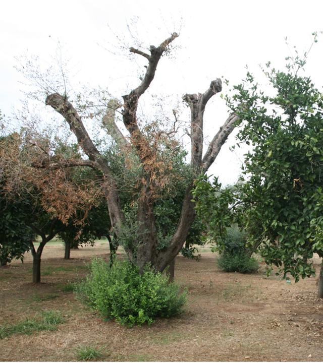 durch feuerbakterium geschaedigte olivenbaeume in italien