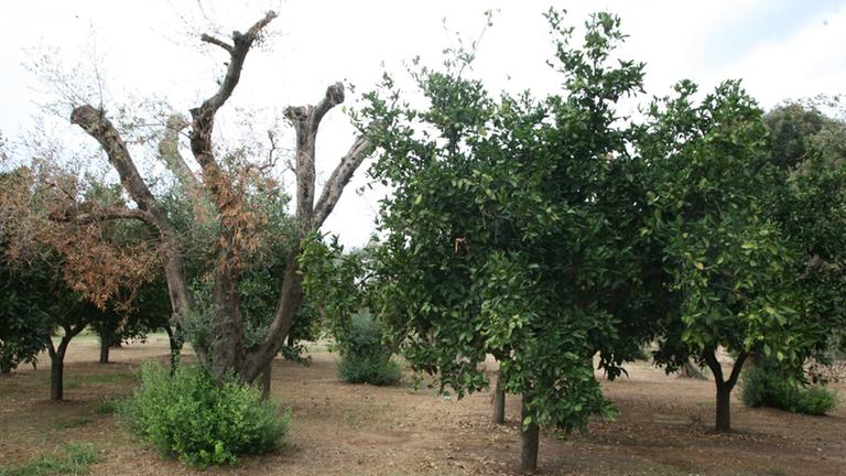 durch feuerbakterium geschaedigte olivenbaeume in italien