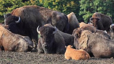 wisentherde im wildpark nordmann