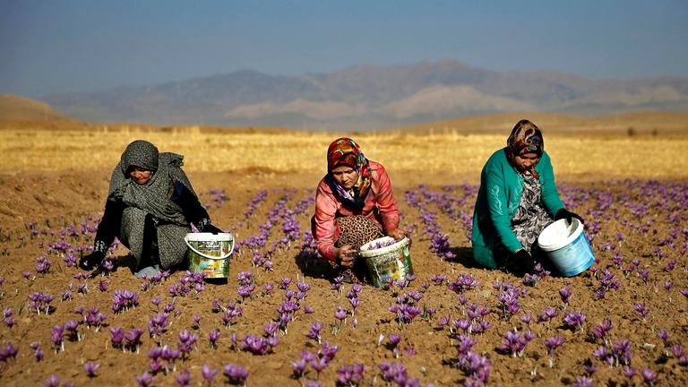iranische frauen ernten safran