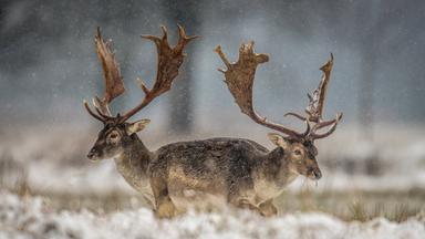 Hirsche im Schnee