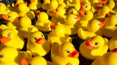 quietscheenten im wasser