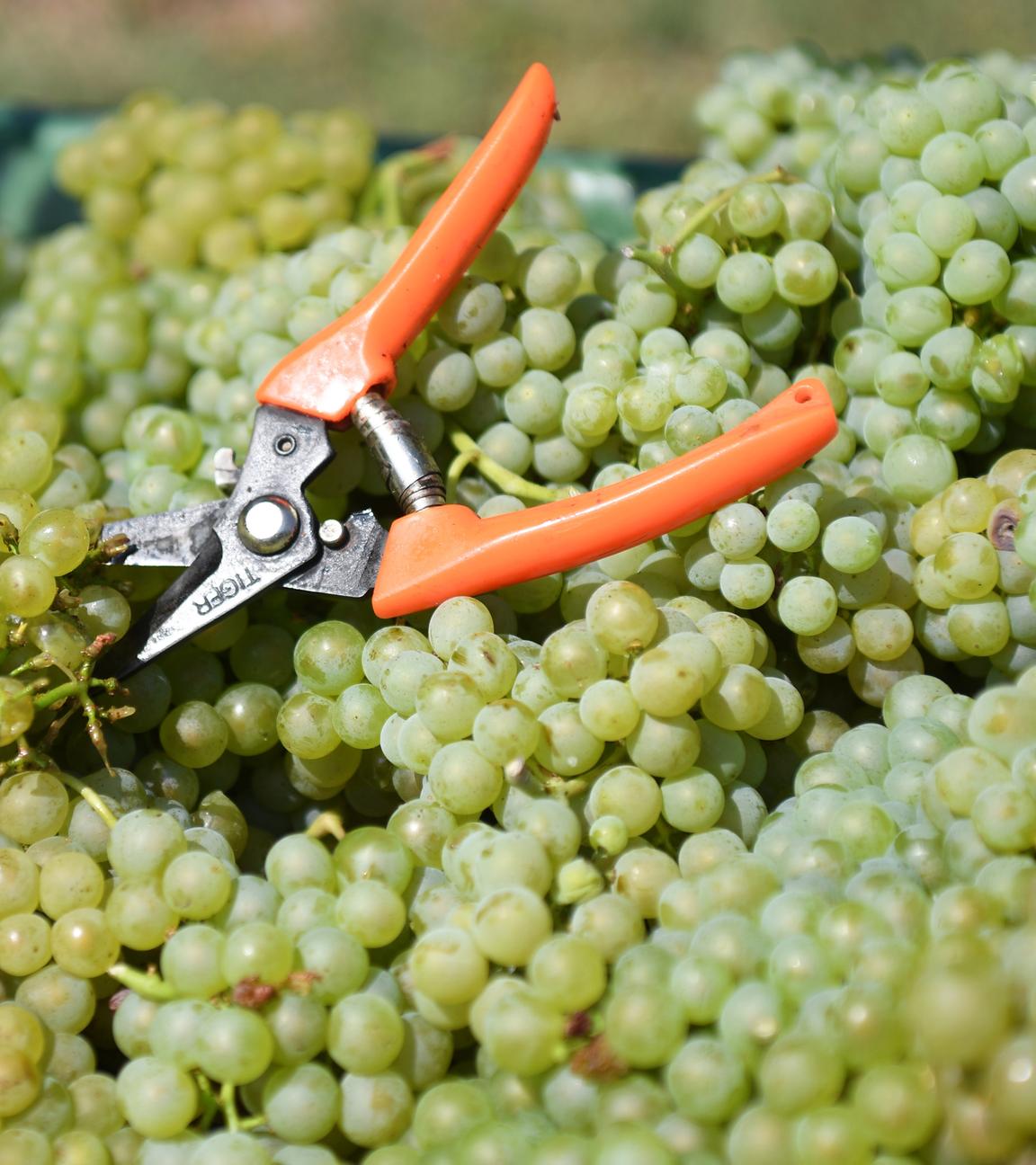 weinernte