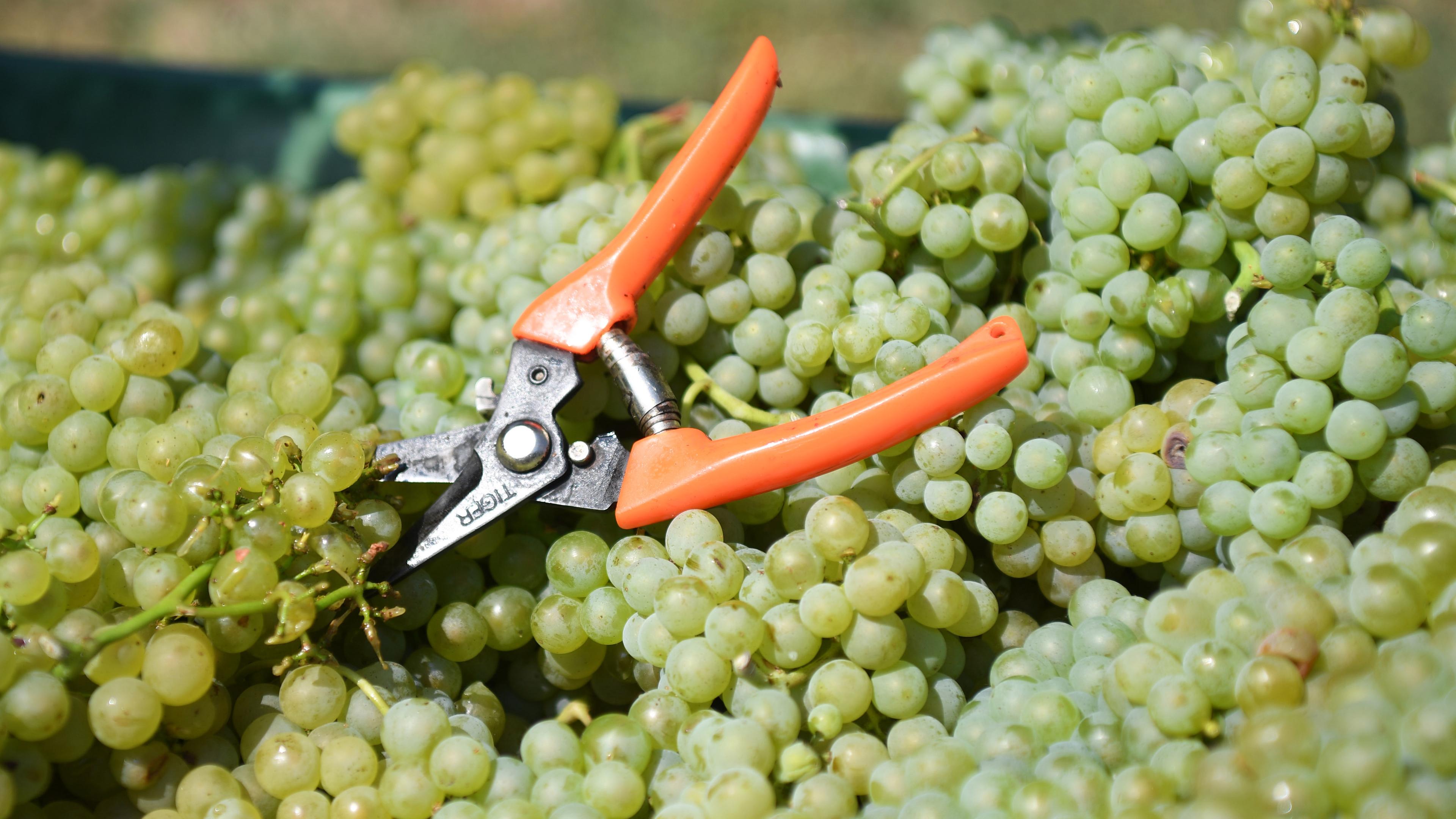 weinernte