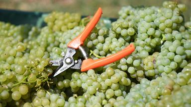 weinernte