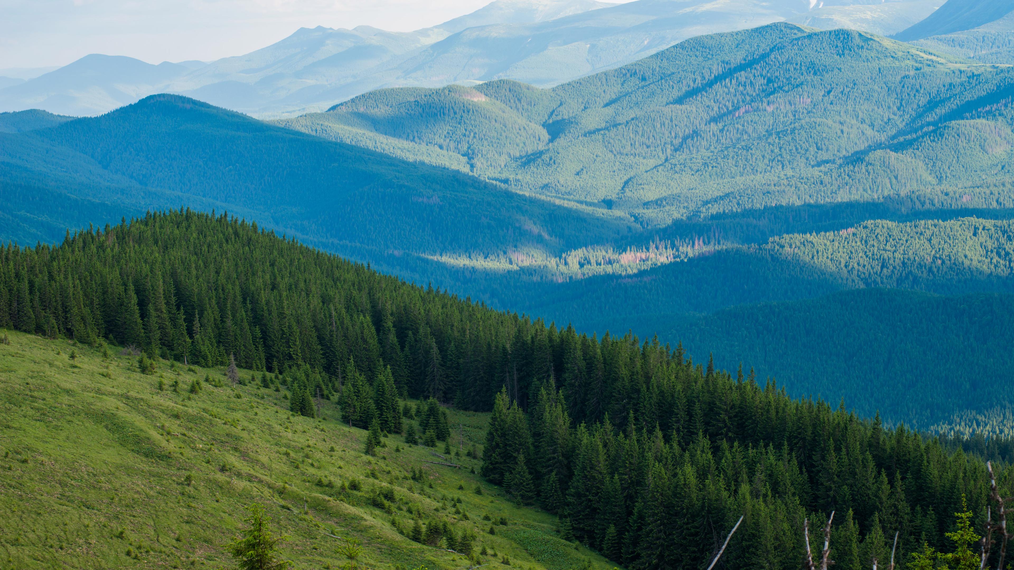 berge der karpaten im sommer