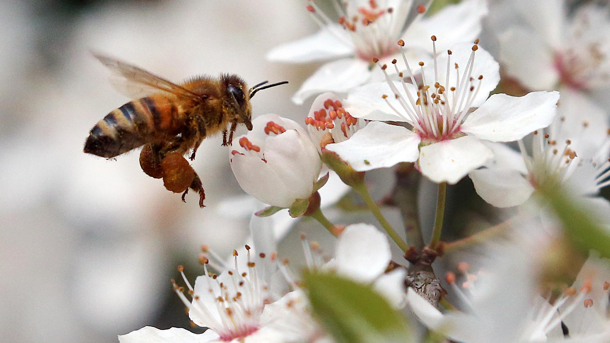 Bienen sammeln Nektar und bestäuben Blüten