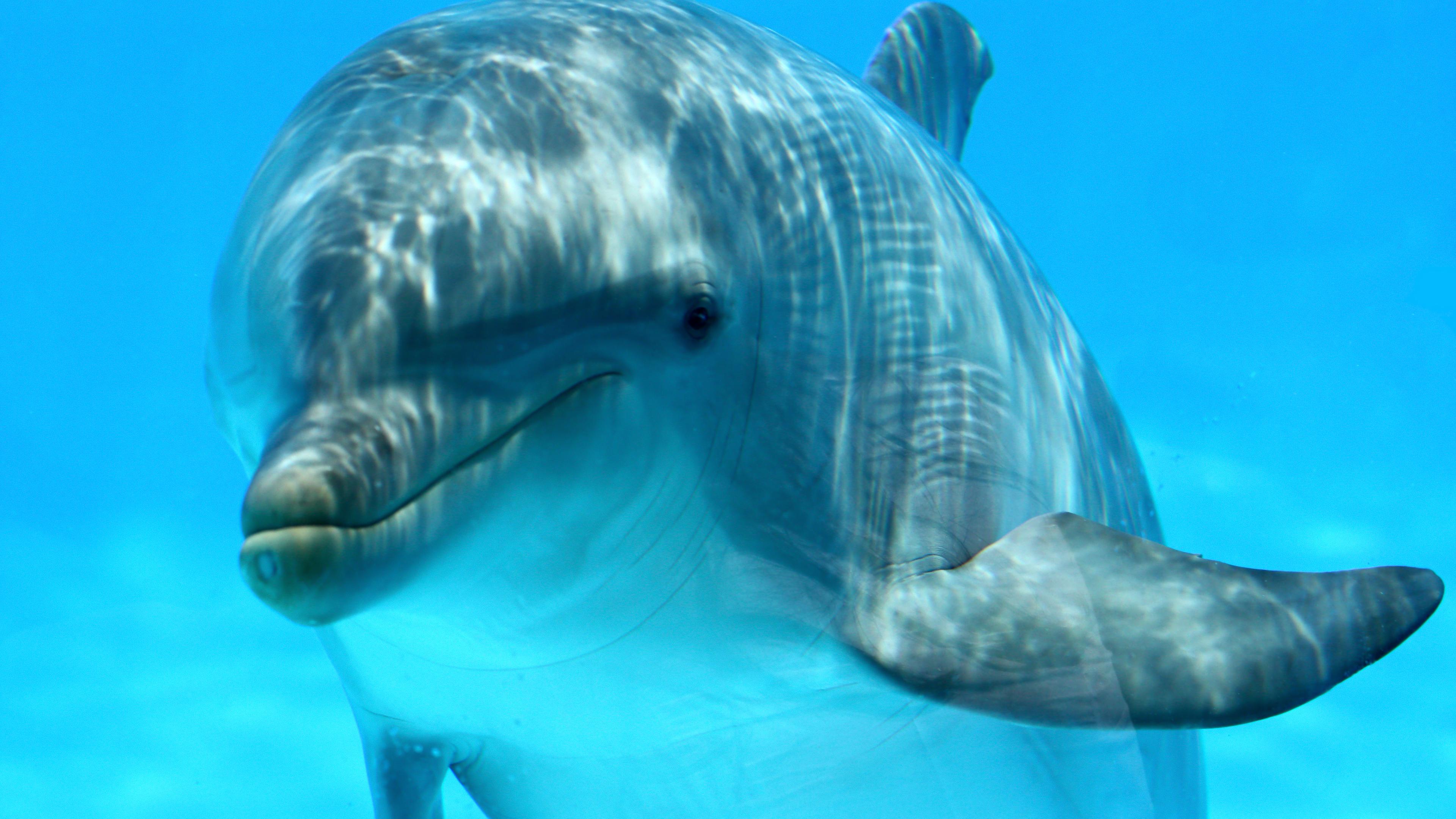 Delphin unter Wasser