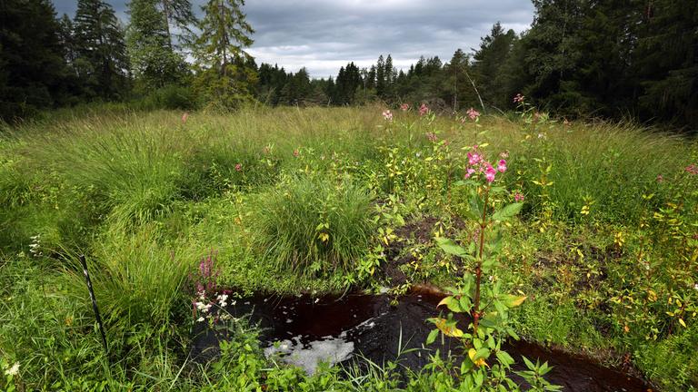 Moorwasser im Degermoos im Allgäu