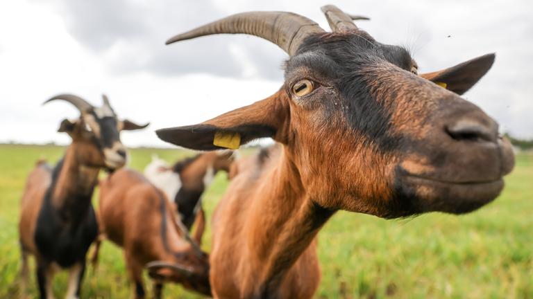 Ziegen auf einer Wiese