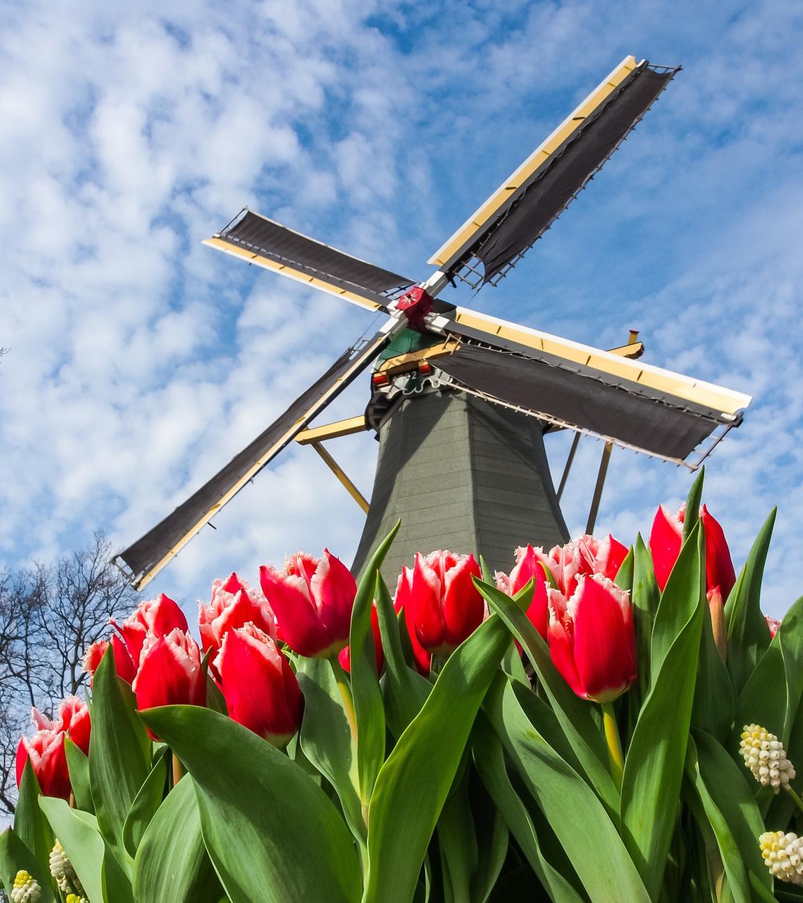 Windmühle und Tulpen im Keukenhof