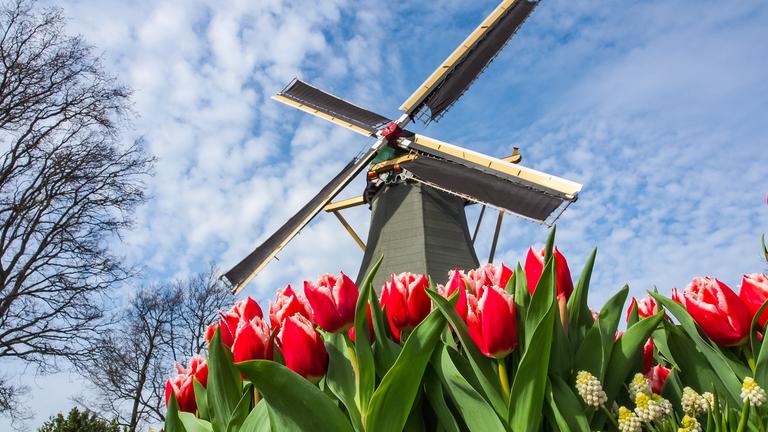 Windmühle und Tulpen im Keukenhof