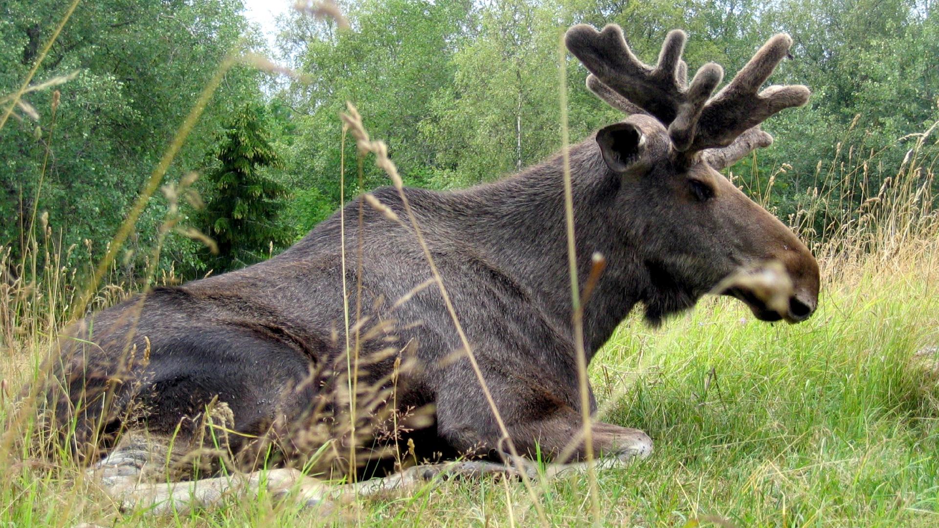elch liegt im gras