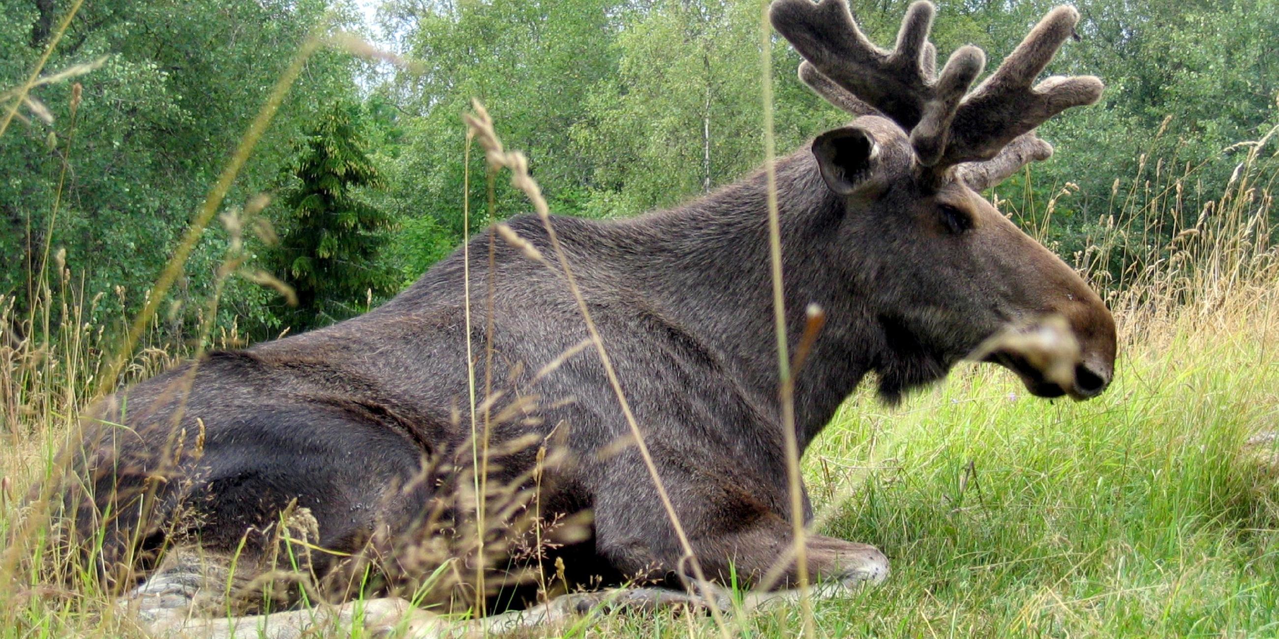 elch liegt im gras