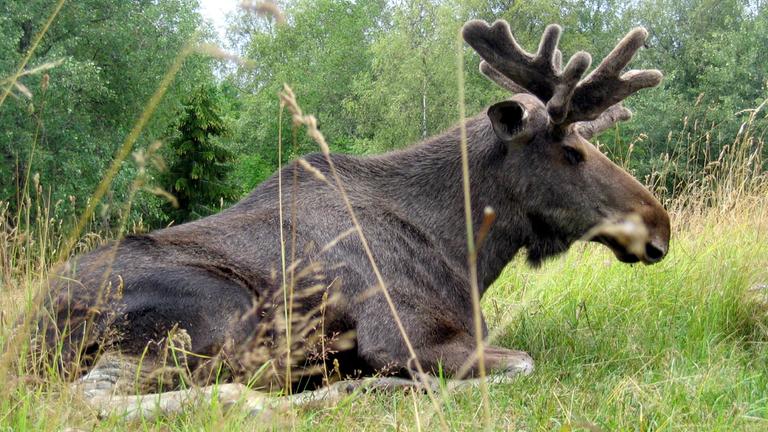 elch liegt im gras