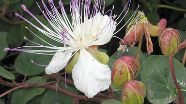 Kapernblüte mit Kapern