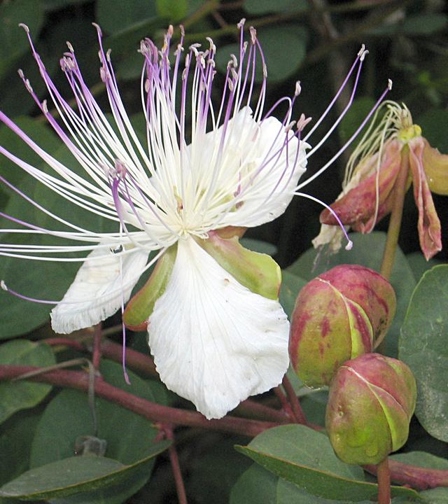 Kapernblüte mit Kapern