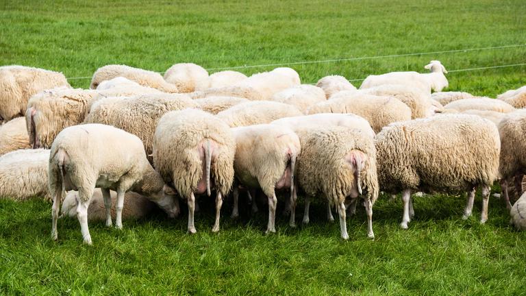 Eine Herde Schafe auf einer Weide