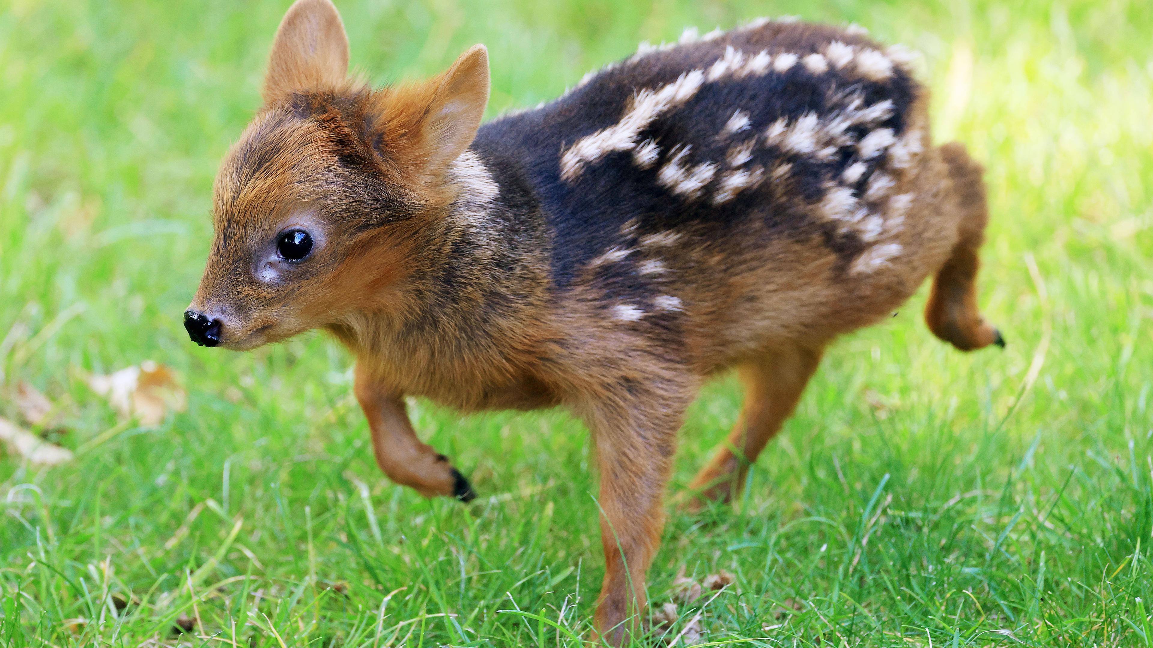 Südpudu im Kölner Zoo