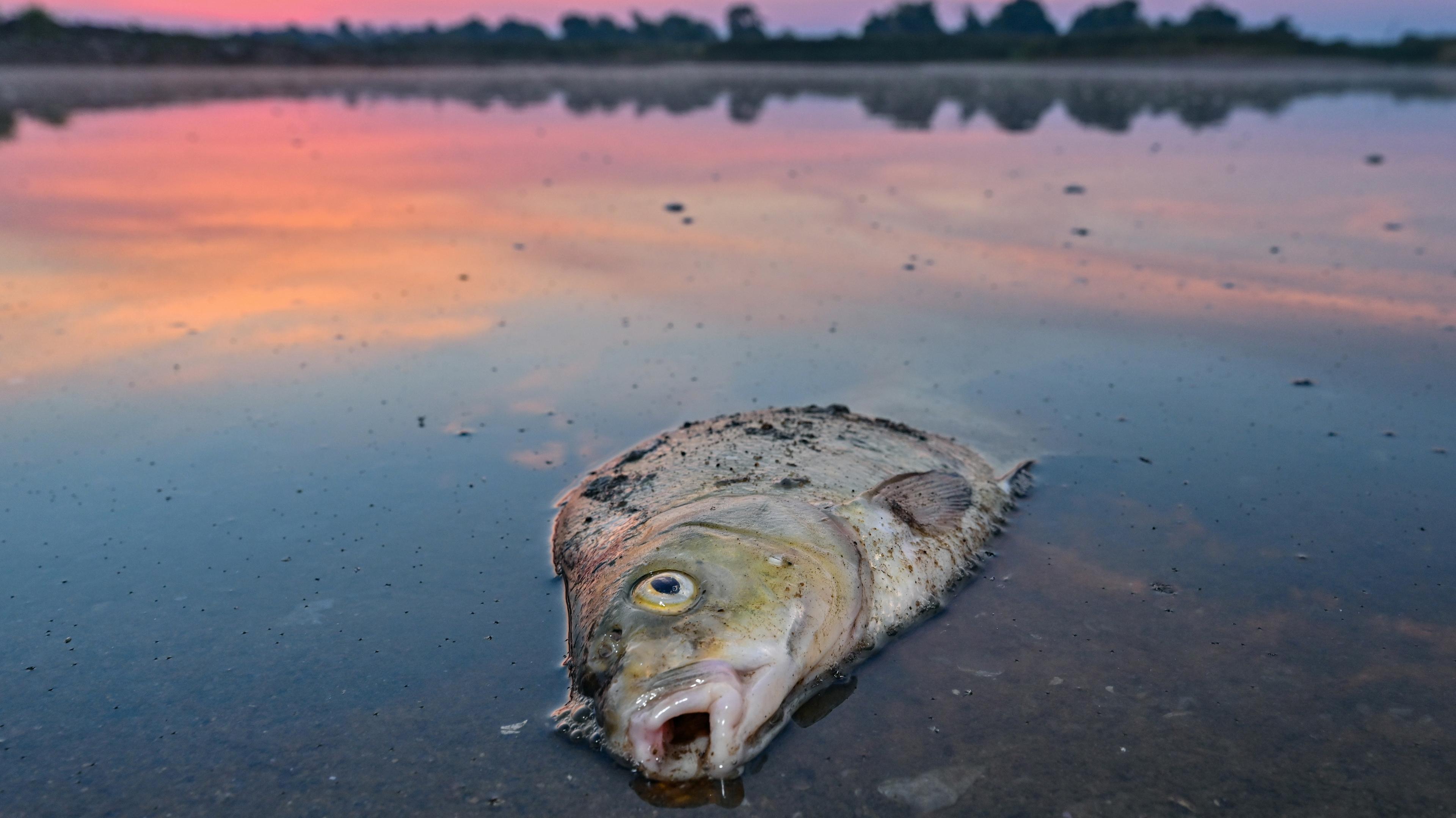 Toter Fisch in der Oder