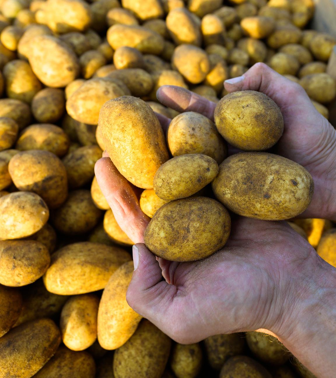 Kartoffelernte in Niedersachsen