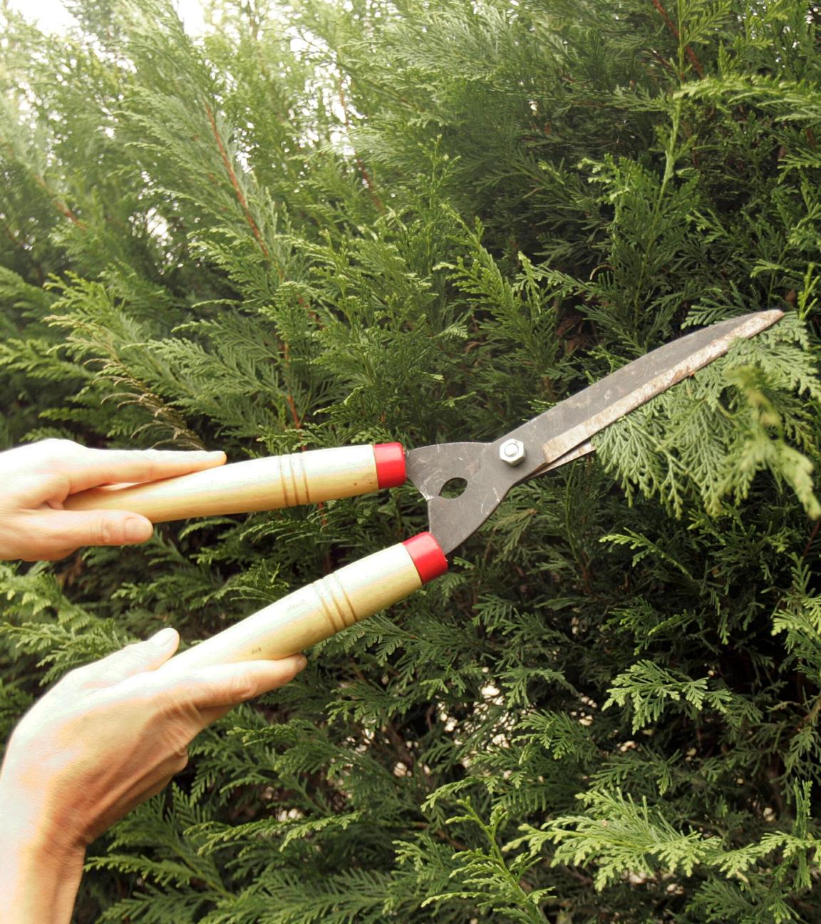 hecke wird geschnitten