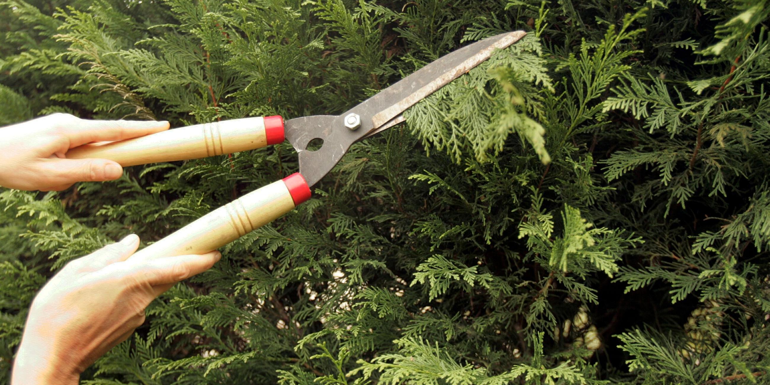 hecke wird geschnitten