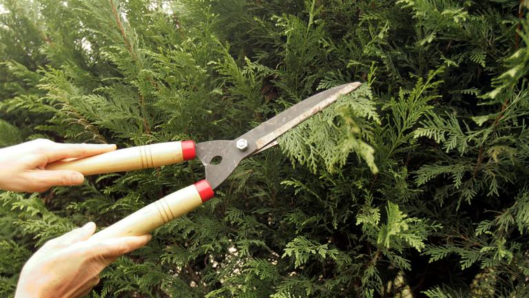 hecke wird geschnitten