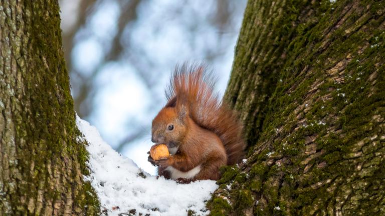 Rotes Eichhörnchen im Schnee